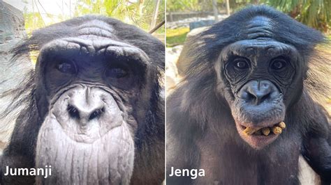 3 apes die from contagious bacterial infection within days of each .